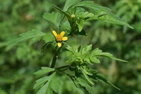 Poze Cu Ambrozie Inflorită Cum Arată Această Plantă și De Ce Este Atat De Periculoasă