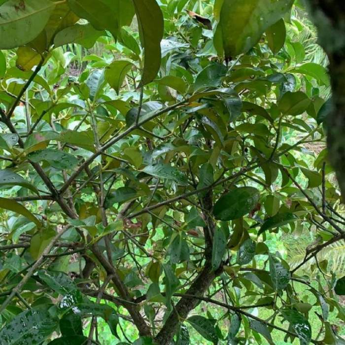 Maimuta a fotografiat peisajul verde din jungla