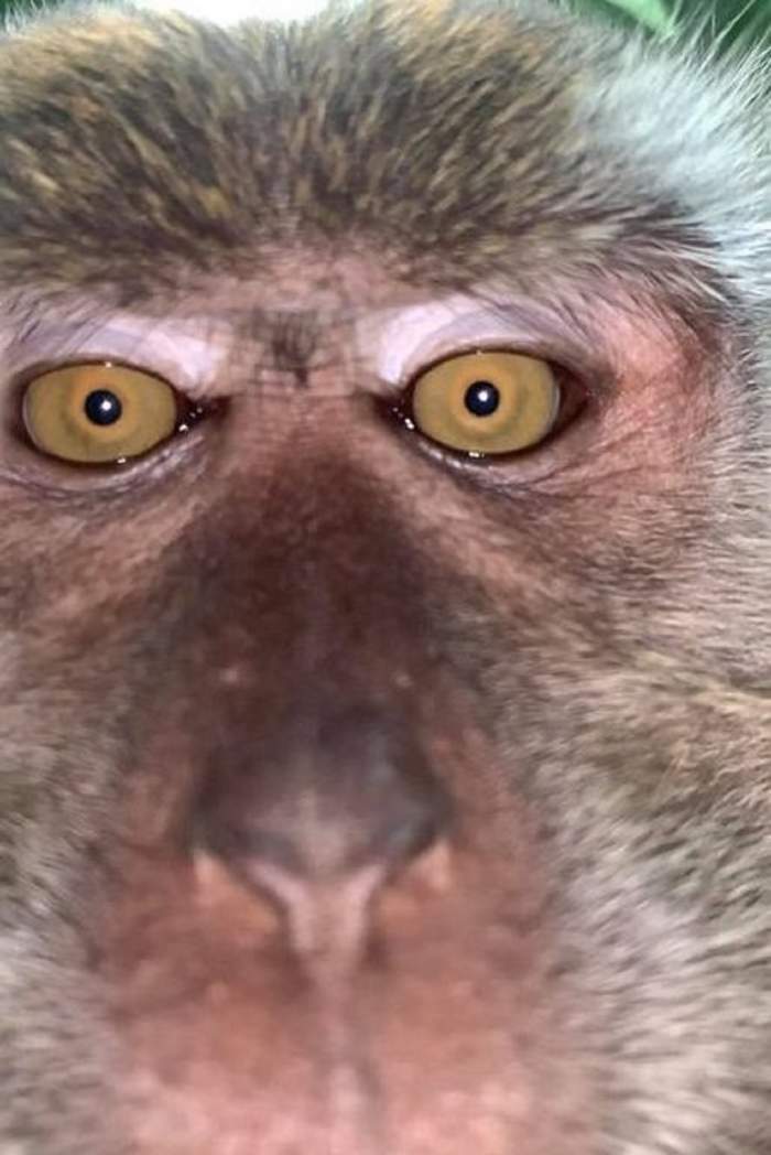 Maimuta care a furat telefonul mobil si-a facut un selfie