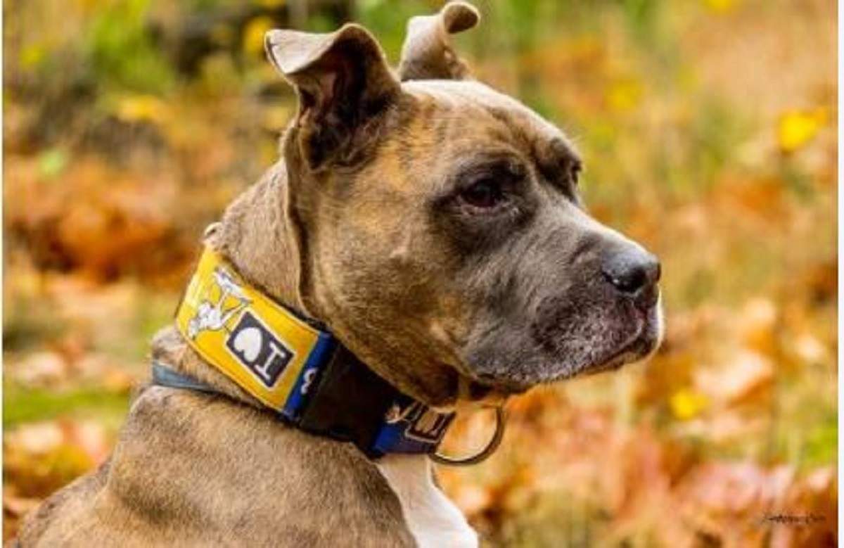 Amstaff-ul de culoare maro-gri poartă o lesă galbenă cu diverse modele