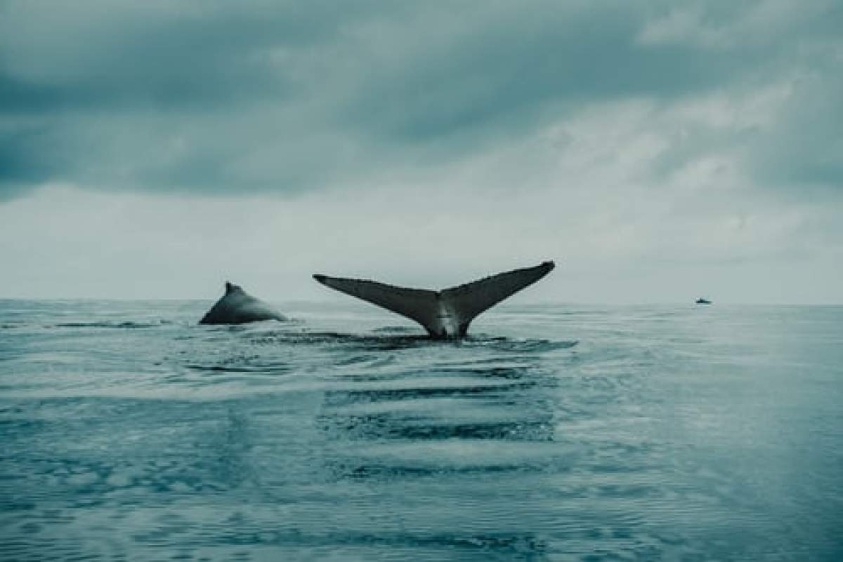 Sute de balene, găsite moarte pe plajele Australiei. Ce spun autoritățile
