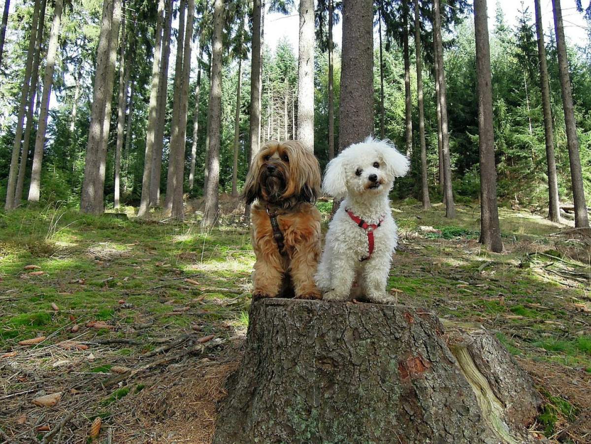 Doi câței de talie mică pozează pe un buștean, în pădure