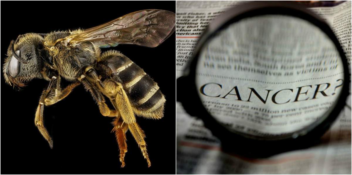 Fotografie ilustrativă cu o albină și o știre despre cancer