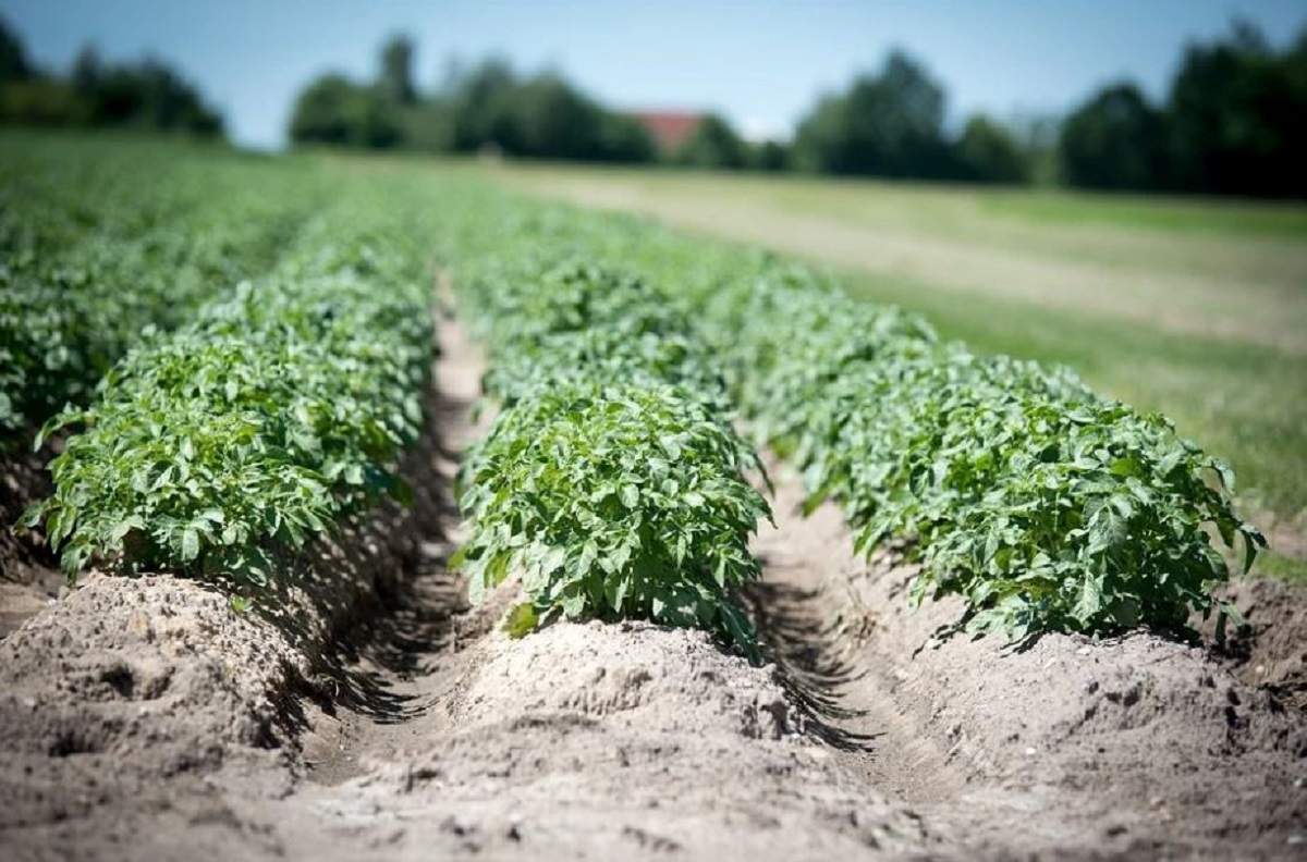 Un teren agricol, plin de verdeață.