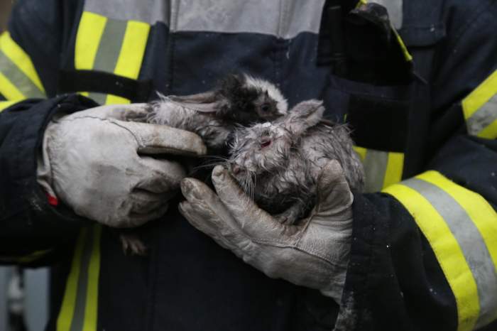 Intervenție contra cronometru pentru salvarea a doi iepurași! Animalele au fost scoase dintr-un incendiu puternic izbucnit în Capitală / FOTO