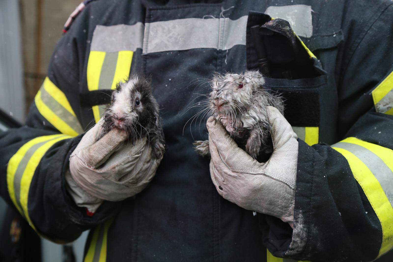 Intervenție contra cronometru pentru salvarea a doi iepurași! Animalele au fost scoase dintr-un incendiu puternic izbucnit în Capitală / FOTO