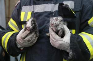 Intervenție contra cronometru pentru salvarea a doi iepurași! Animalele au fost scoase dintr-un incendiu puternic izbucnit în Capitală / FOTO