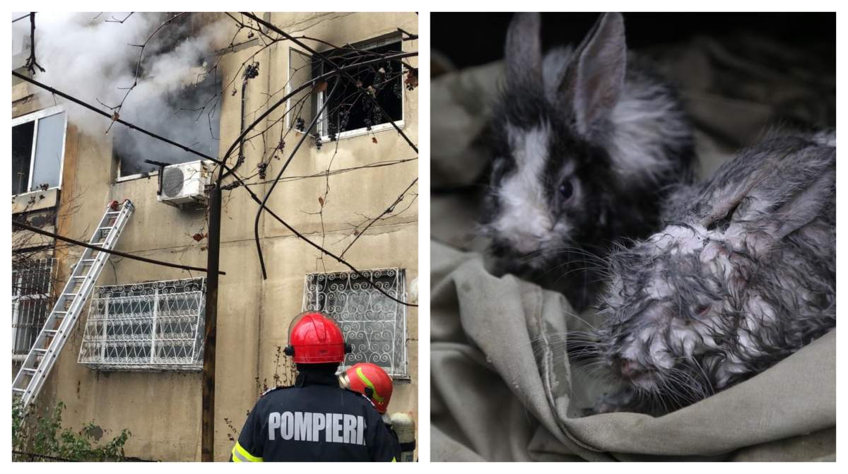 Intervenție contra cronometru pentru salvarea a doi iepurași! Animalele au fost scoase dintr-un incendiu puternic izbucnit în Capitală / FOTO