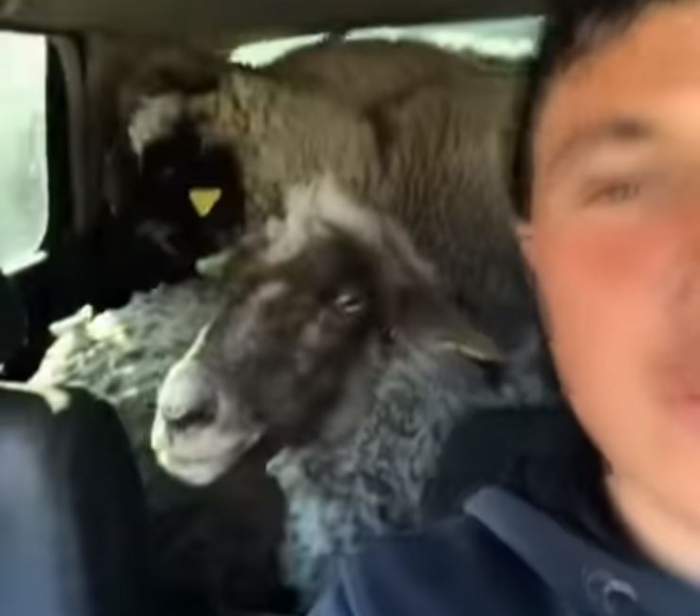 „Rupe-te” cu... oile! Un cioban și-a băgat „puicuțele” în mașină și s-a distrat cu ele pe manele / VIDEO