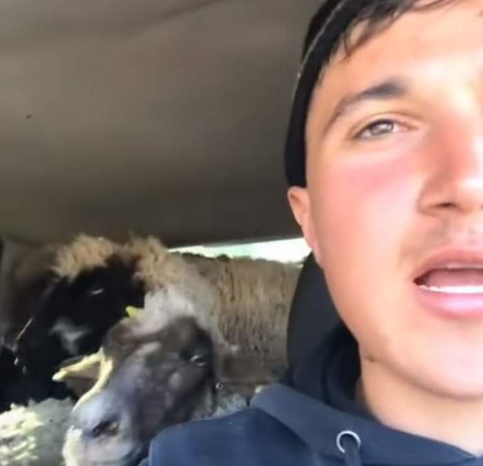 „Rupe-te” cu... oile! Un cioban și-a băgat „puicuțele” în mașină și s-a distrat cu ele pe manele / VIDEO