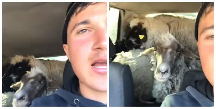 Ciobanul s-a filmat cu cele trei oi in masina lui, in timp ce conduce