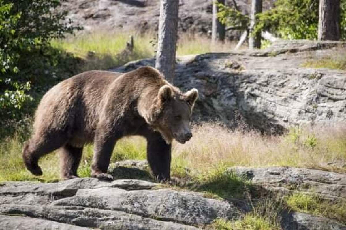 Un urs a fost ucis de săteni, după ce a atacat trei bărbați într-o comună din Vrancea