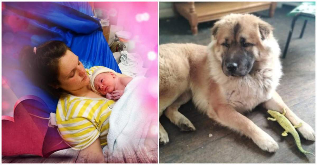 Bebeluş de doar 12 zile, sfâşiat de câinele familiei, în Anglia. Părinţii copilului vor fi judecaţi pentru neglijență