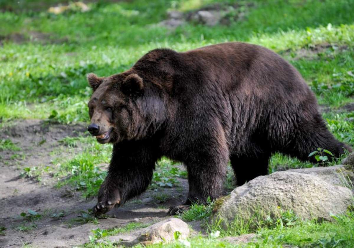 Un vânător din Neamț a fost sfâşiat de urs, deşi a tras cu arma pentru a-l speria. Bărbatul se află în stare gravă la spital