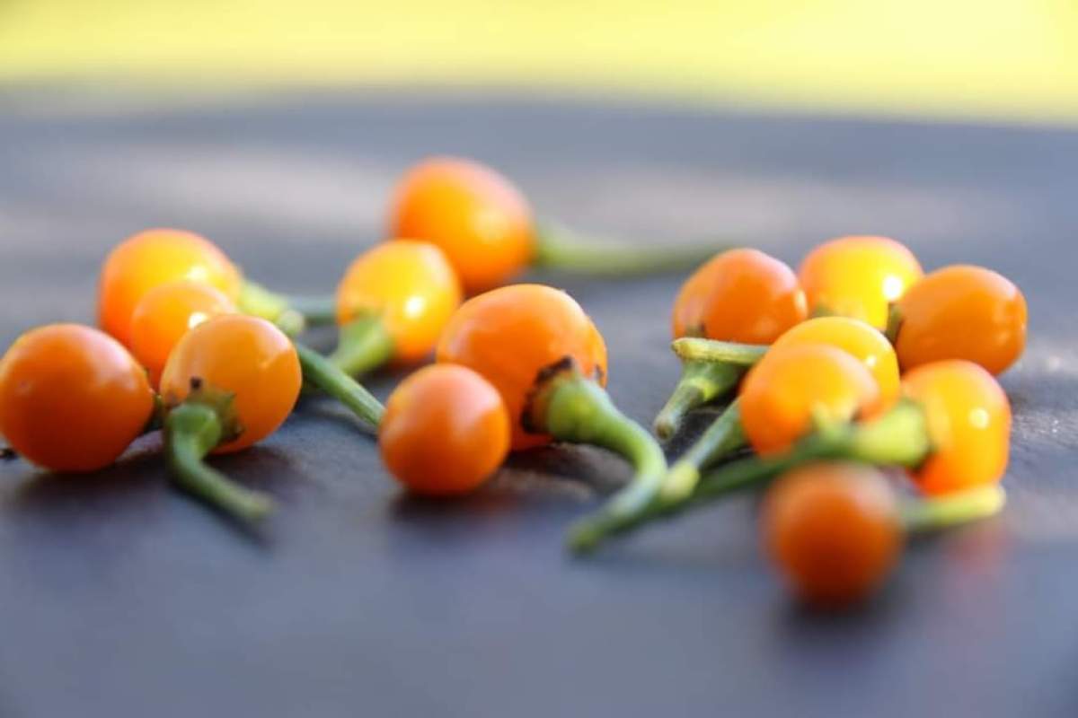 Cel mai scump ardei iute din lume a fost cultivat și expus la Iași. Prețul unui kilogram este de 25.000 de dolari