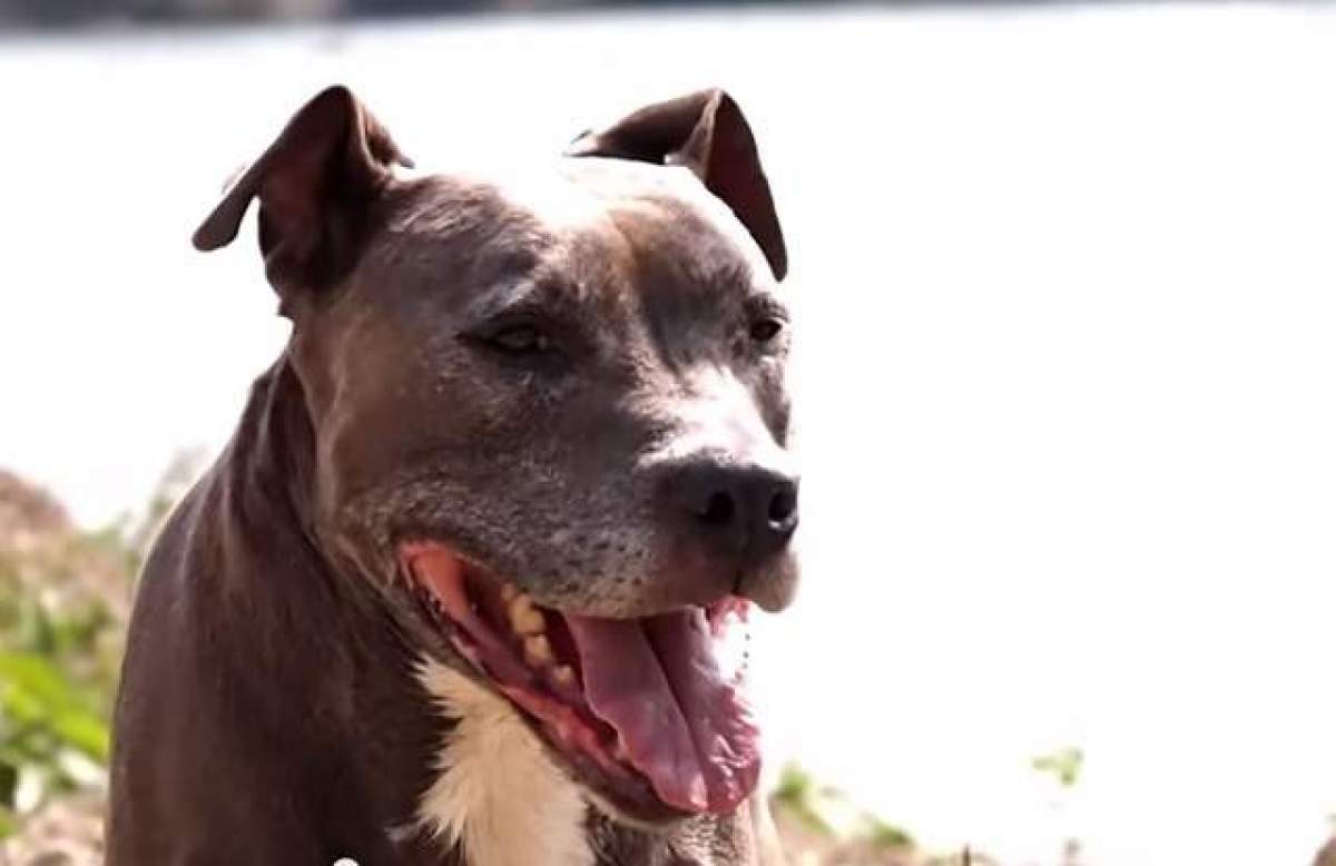 Câine Amstaff