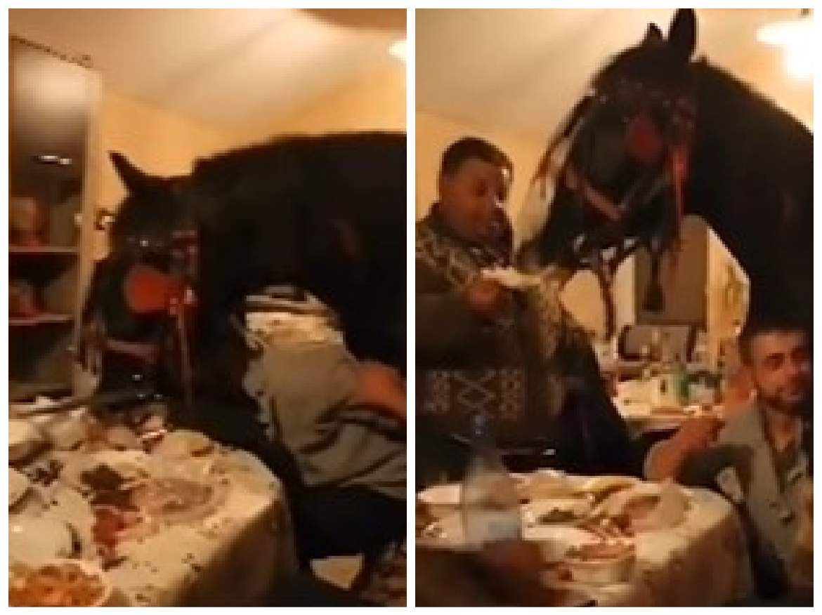 Un cal mănâncă la masă cu stăpânii, în sufragerie