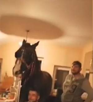 Scene incredibile! Un cal stă la masă în sufragerie, alături de stăpâni. Totul s-a întâmplat într-o gospodărie din Călărași