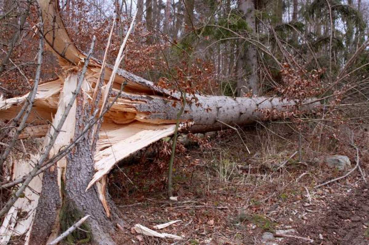 Un român a murit, după ce a fost strivit de un copac. Bărbatul lucra într-o pădure din Austria