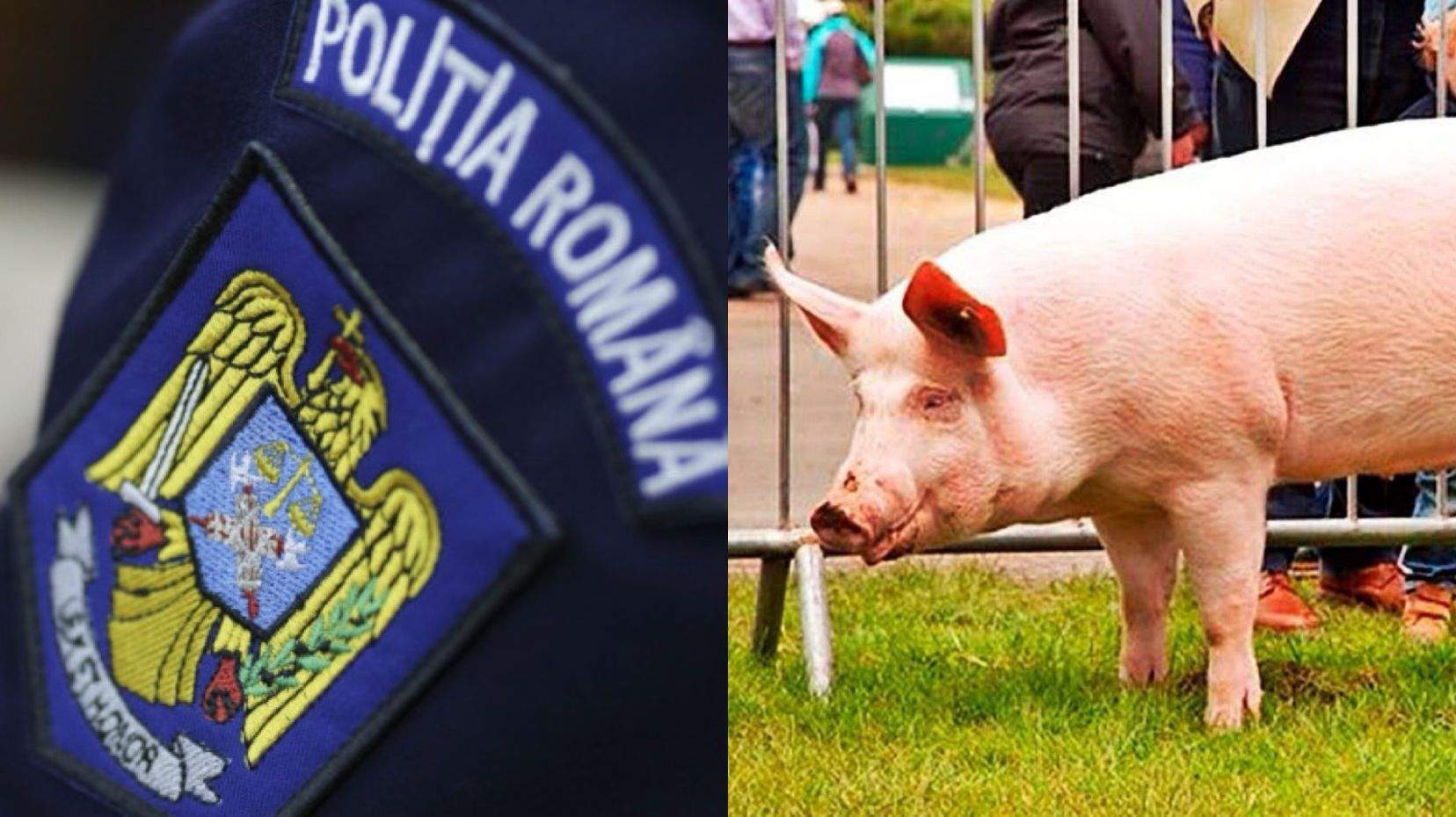 Un polițist din cadrul IPJ Giurgiu i-a cerut comandantului un porc de 160 de kilograme. Agentul riscă să fie sancționat în urma farsei