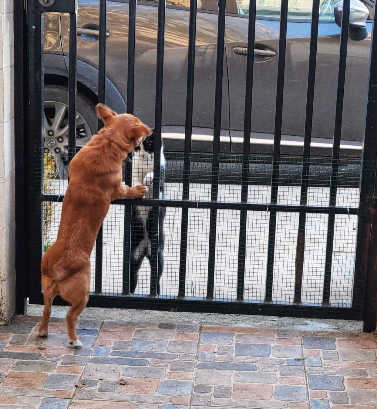 Caine și pisica Un român este cercetat penal, după ce câinele său a ucis o pisică. Totul s-a întâmplat sub ochii fiului lui, care a și filmat scena