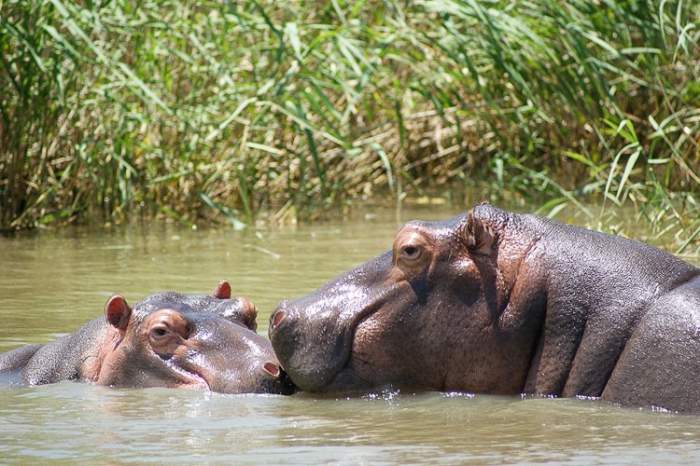 Doi hipopotami au fost diagnosticați cu noul coronavirus. Animalele se află la Grădina Zoologică din Anvers