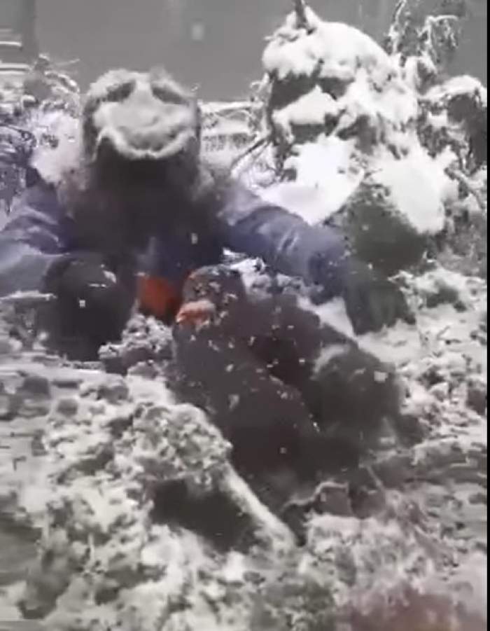 Patru pui de urs au fost scoși cu forța din bârlog și aruncați în zăpadă. Făptașii se distrau pe seama lor / VIDEO