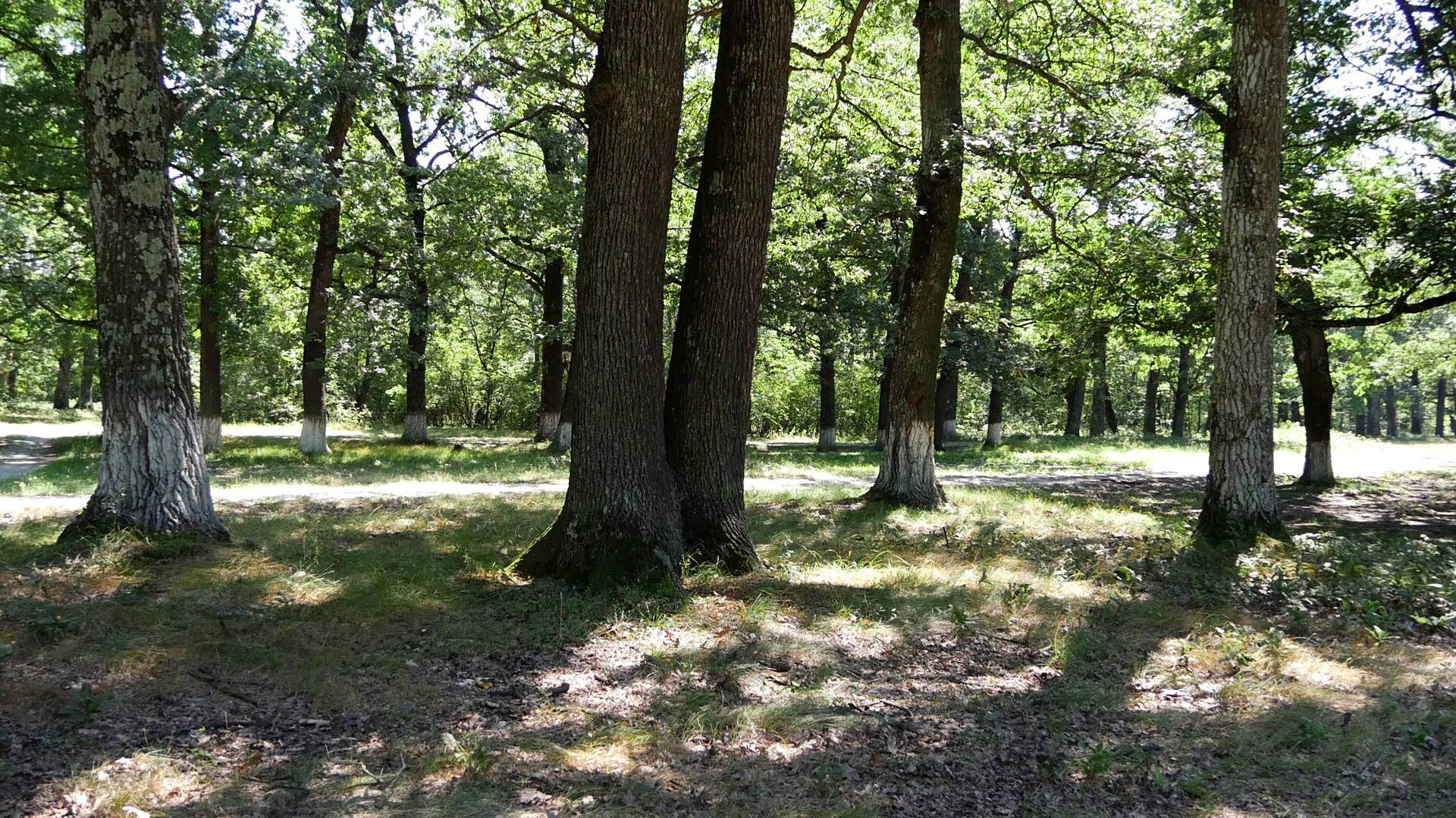 Un bărbat a fost găsit mort în Pădurea Drăgoieni