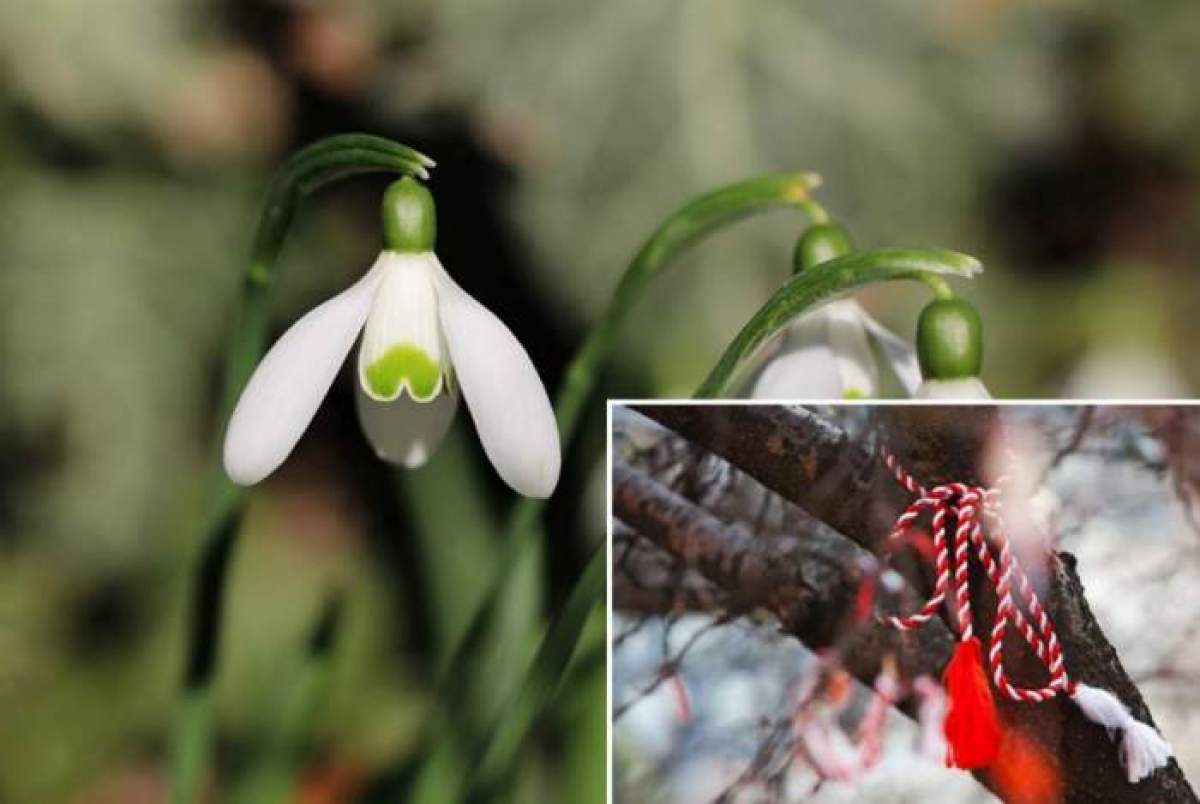 Imagine cu un ghiocel in natura, si un martisor legat de o creanga de copac