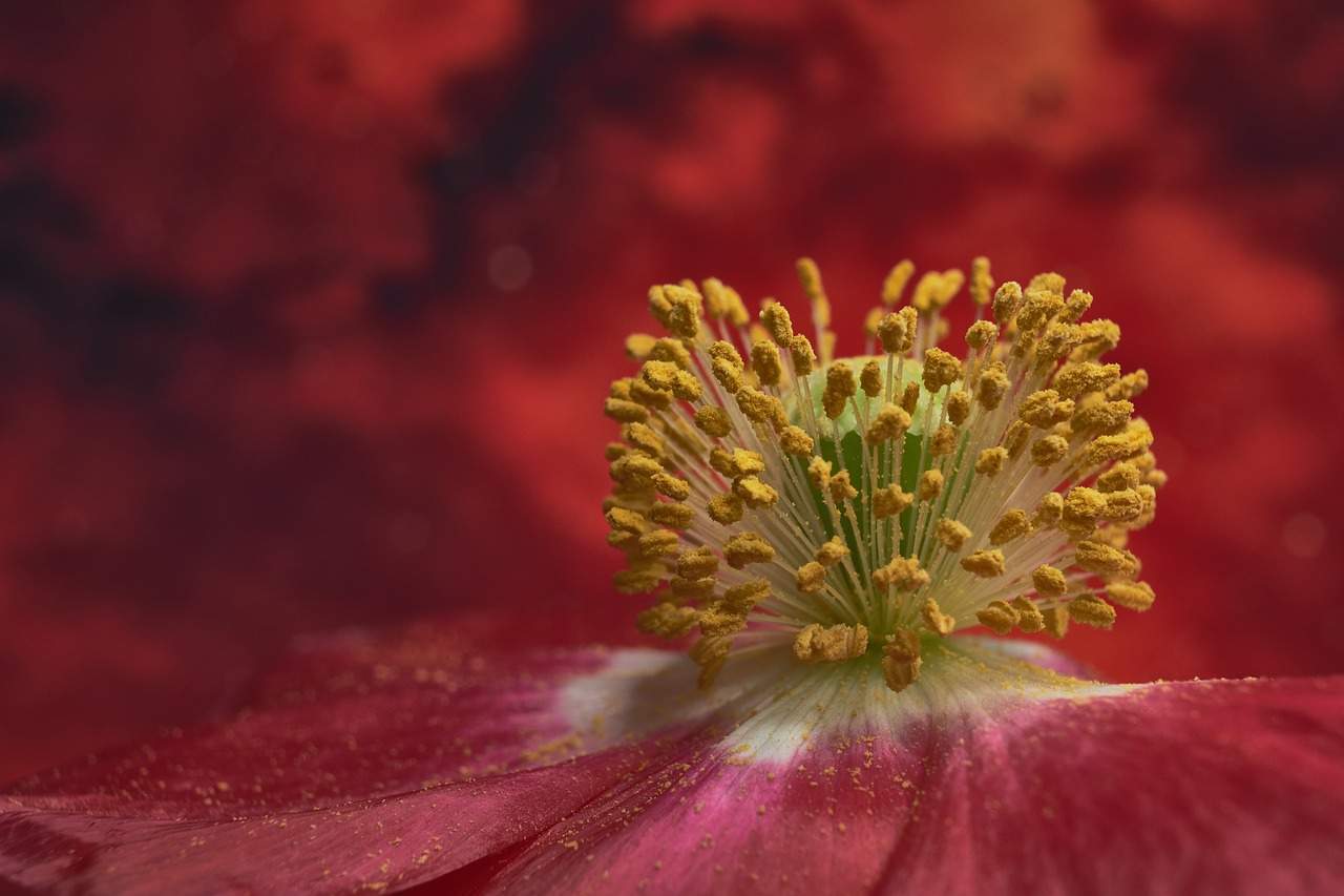 O floare fotografiată de aproape