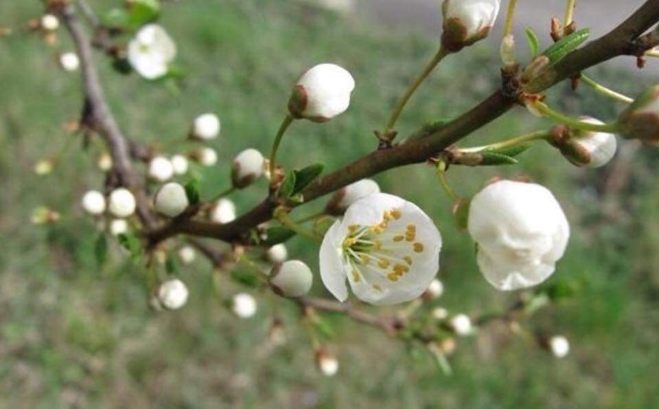 Tradiții de Florii la catolici. Cum petrec această sărbatoare importantă