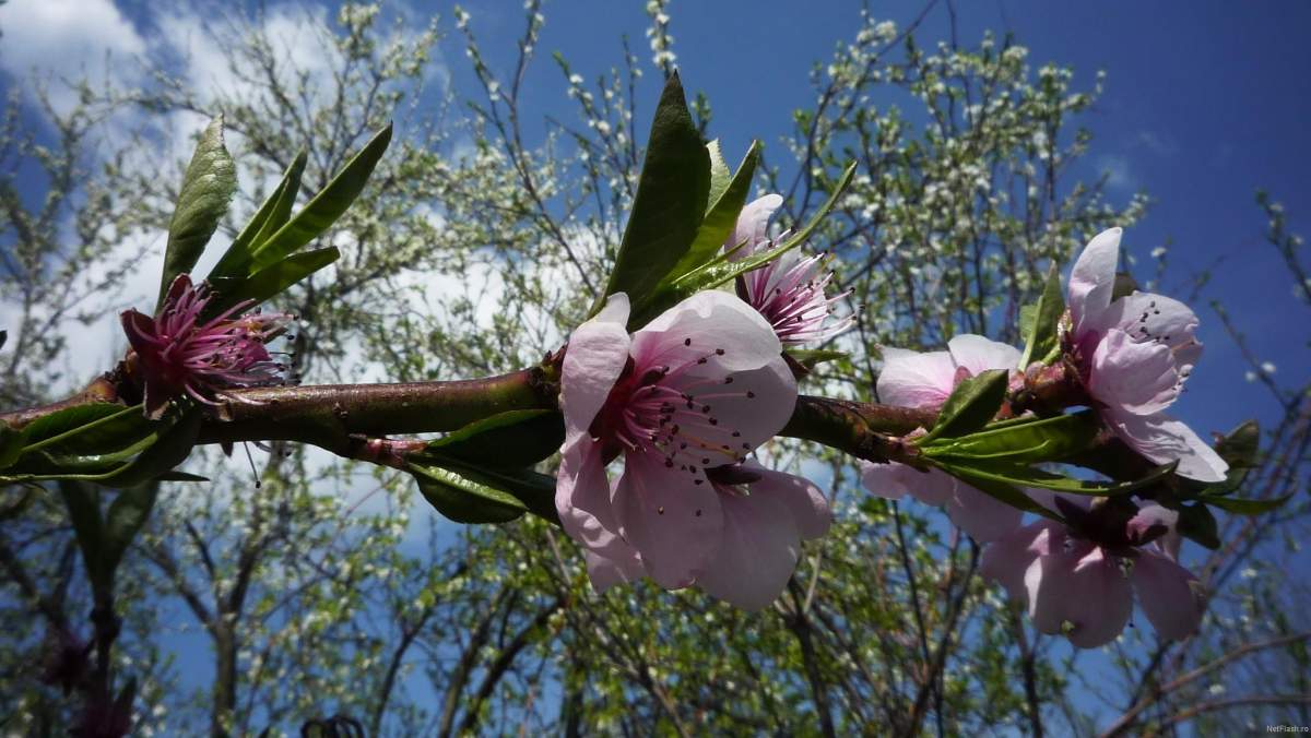 Tradiții de Florii la catolici. Cum petrec această sărbatoare importantă