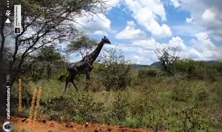 Cătălin Botezatu a dat luxul pe sălbăticie. Designerul se bucură de peisaje incredibile în savana din Kenya / FOTO