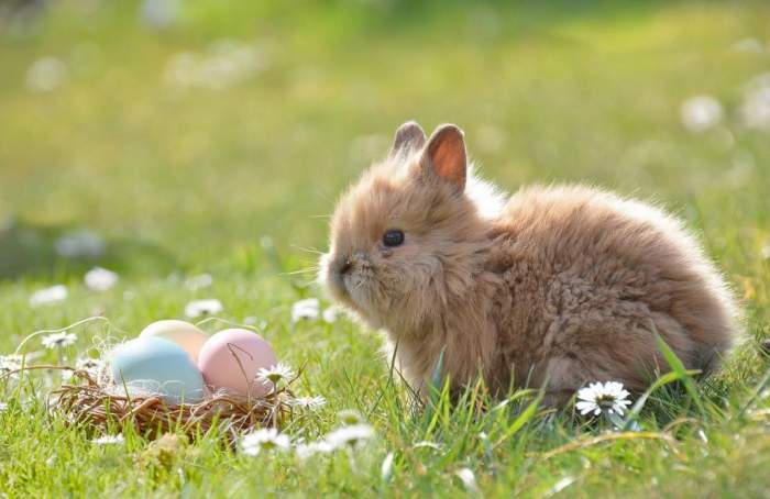 Un iepure pe o poiană lângă un coș cu ouă colorate