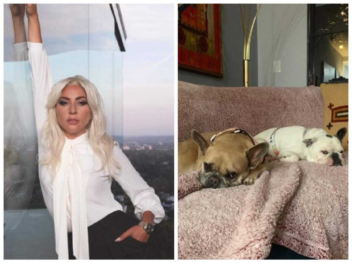 Lady Gaga și câinii ei