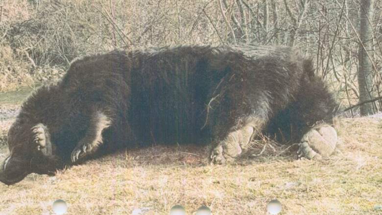 Se vor recolta probe ADN pentru identificarea ursului Arthur. Anunțul făcut de ministrul Mediului