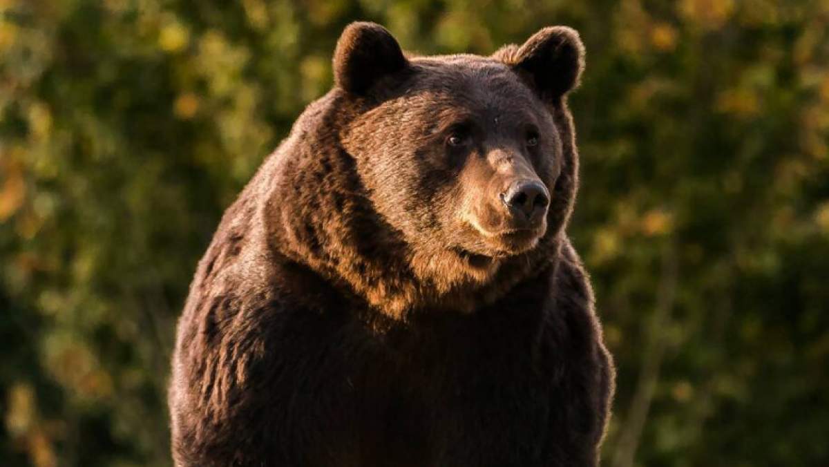 Se vor recolta probe ADN pentru identificarea ursului Arthur. Anunțul făcut de ministrul Mediului