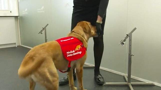 Câinii antrenați detectează infecția COVID-19 cu o precizie de aproape 100%. Rezultatele unui nou studiu