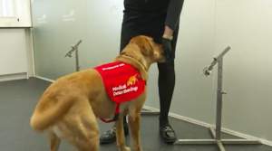 Câinii antrenați detectează infecția COVID-19 cu o precizie de aproape 100%. Rezultatele unui nou studiu