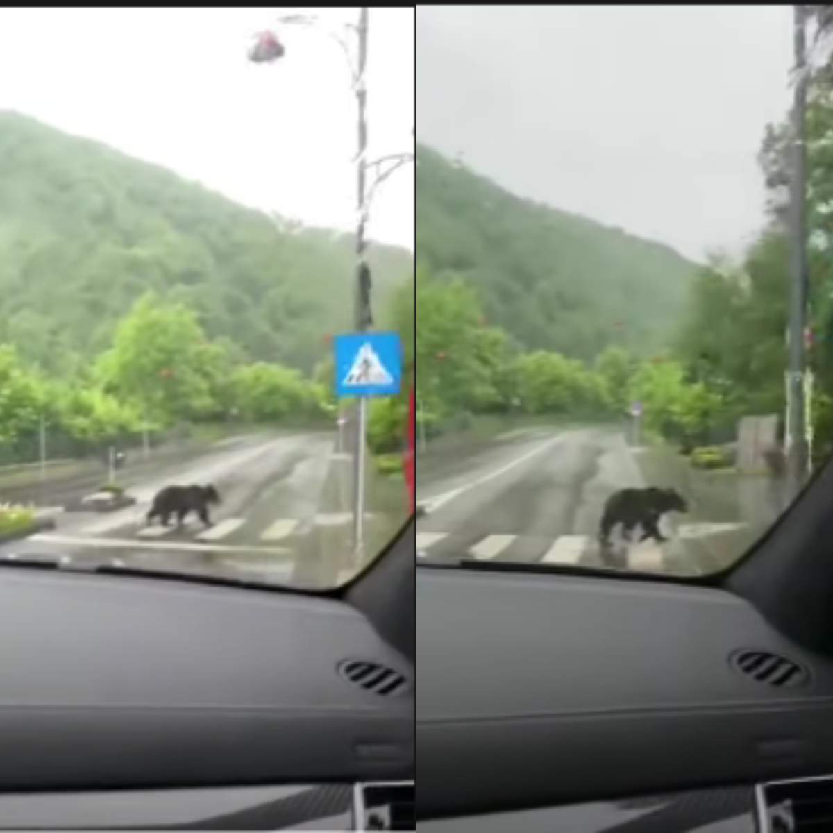 Un urs traversează regulamentar pe trecerea de pietoni în Sinaia. Care a fost reacția participanților la trafic când l-au văzut / VIDEO