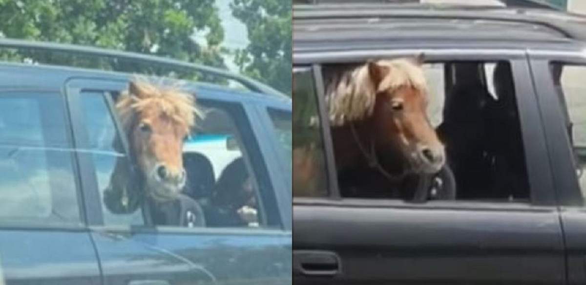 Imagini uluitoare la Iași! Un cal a fost plimbat cu mașina, pe banchetă, alături de doi copii. Șoferul l-a legat de scaun ca să nu sară pe geam