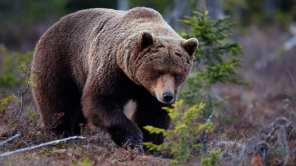 Un bărbat din Sălaj a stat o noapte întreagă într-un copac. Se temea de un urs care l-a fugărit prin pădure
