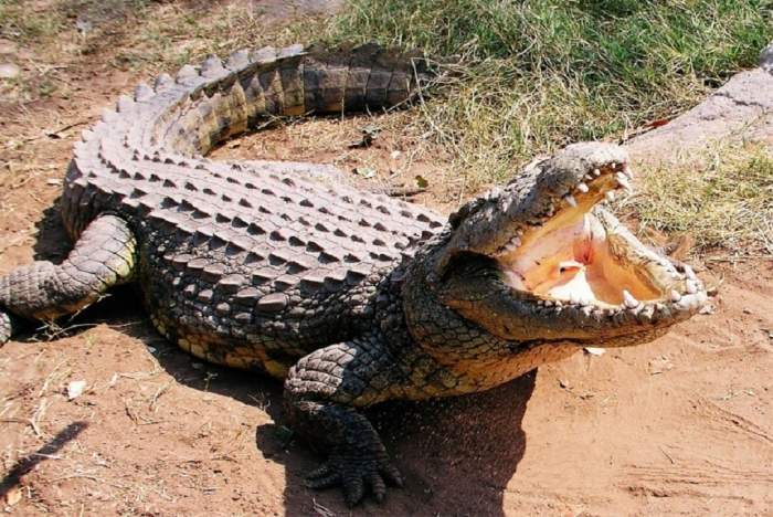 O tânără din Marea Britanie și-a salvat sora geamănă din colții unui crocodil. Cum a reușit: „L-am bătut”