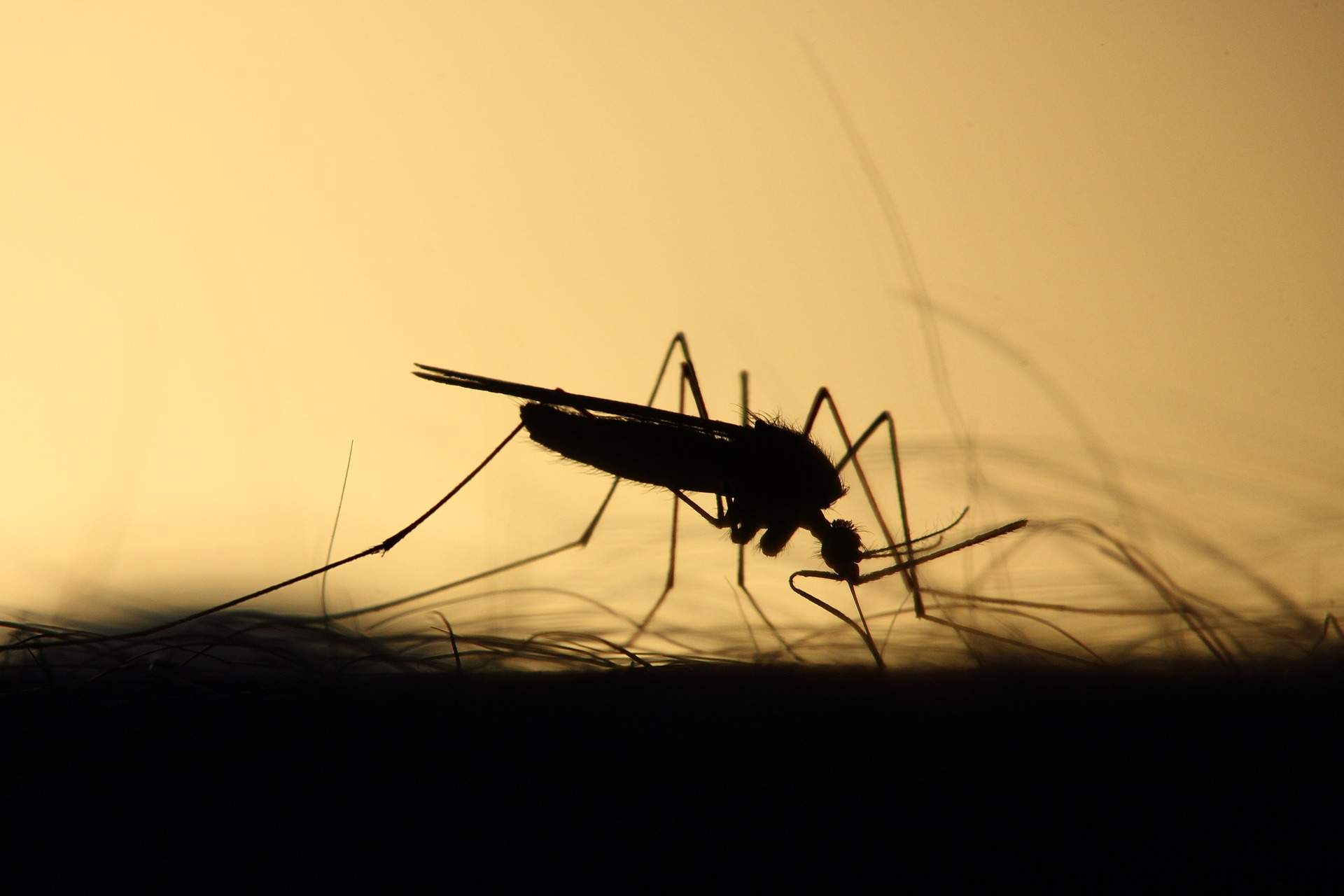 Cele mai bune remedii pentru înțepăturile de țânțari. Cum scapi rapid de mâncărimi și iritație