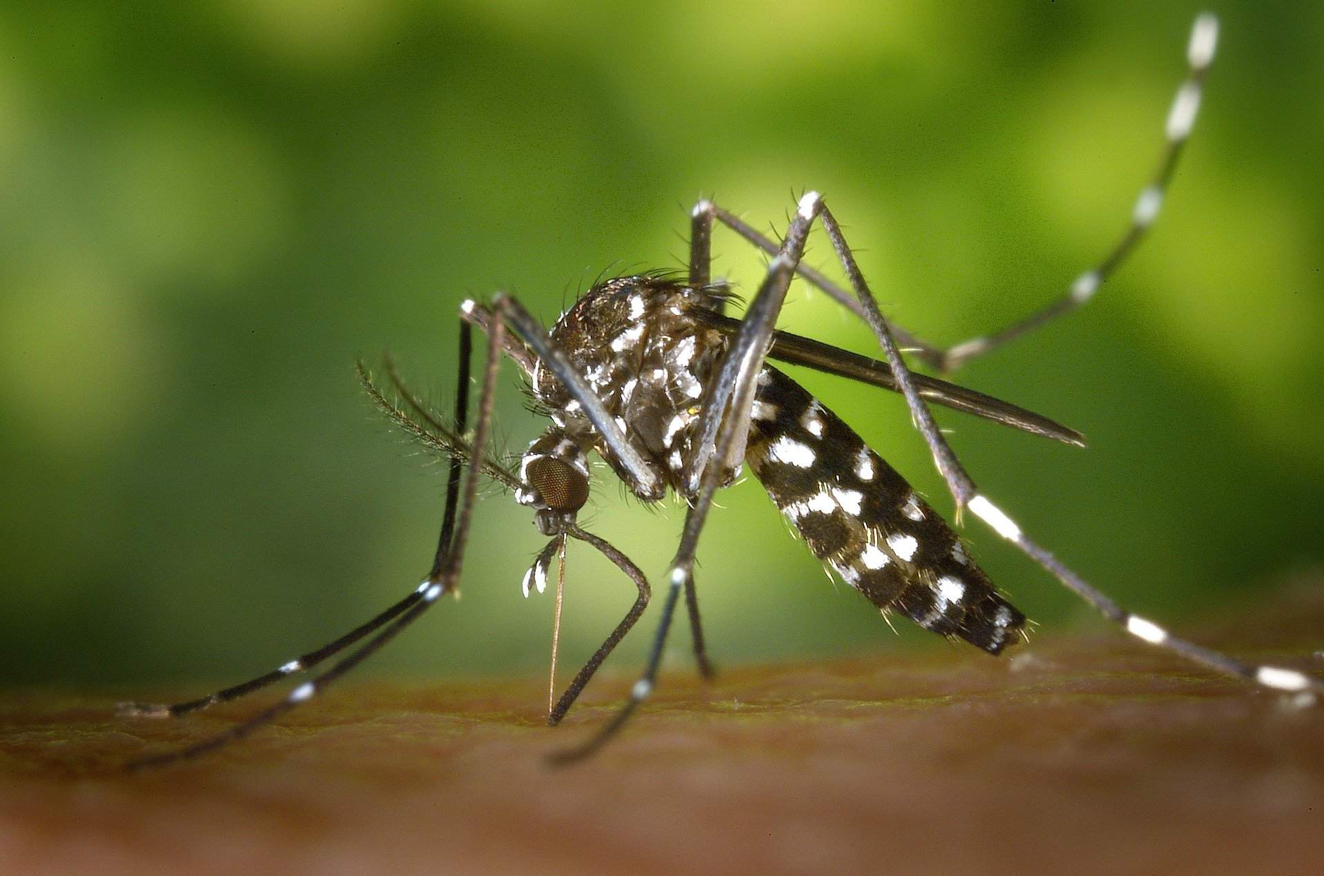 Cele mai bune remedii pentru înțepăturile de țânțari. Cum scapi rapid de mâncărimi și iritație