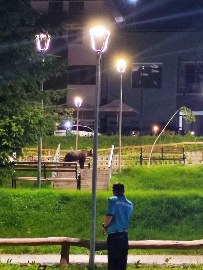 Sute de oameni au protestat în Tușnad. Localnicii, nemulțumiți de urșii care coboară în oraș / FOTO