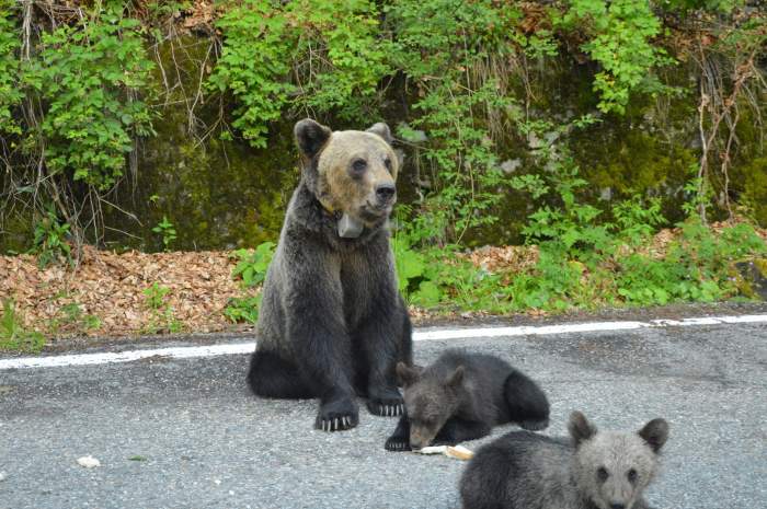 O ursoaică și puii ei au devastat bucătăria unui hotel din Tușnad. Jandarmii și polițiștii au transmis un semnal de alarmă