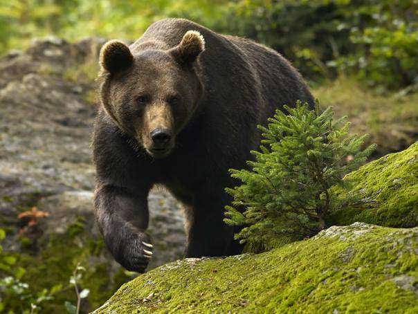 O ursoaică și puii ei au devastat bucătăria unui hotel din Tușnad. Jandarmii și polițiștii au transmis un semnal de alarmă