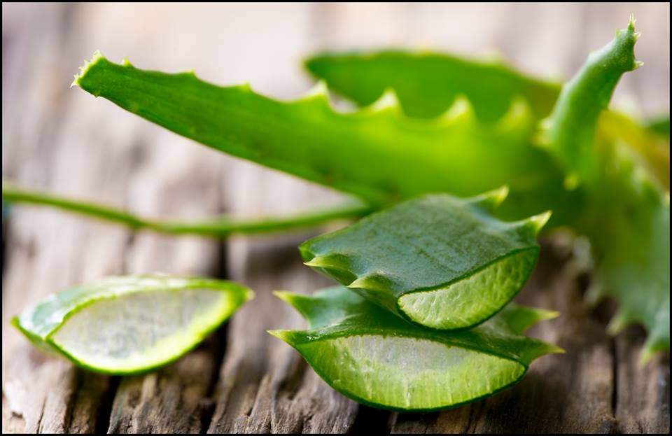 Aloe Vera, plantă vindecătoare - îngrijire și proprietăți