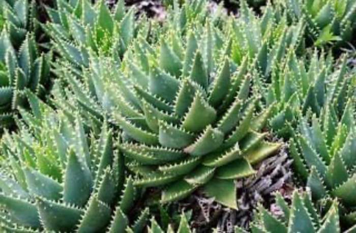 Aloe Vera, plantă vindecătoare - îngrijire și proprietăți